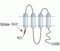 Pannexin 1 Blocking Peptide