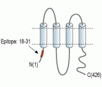 Pannexin 1 Blocking Peptide