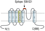 Anti-CatSper1 (extracellular) Antibody