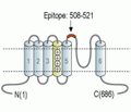 CatSper1 (extracellular) Blocking Peptide