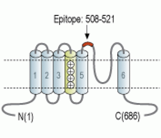 CatSper1 (extracellular) Blocking Peptide