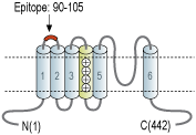 Anti-CatSper4 (extracellular) Antibody