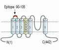 CatSper4 (extracellular) Blocking Peptide