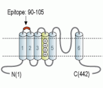 CatSper4 (extracellular) Blocking Peptide