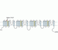 Cav1.3/CACNA1D (extracellular) Blocking Peptide