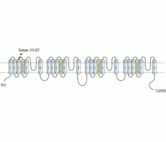 Cav1.3/CACNA1D (extracellular) Blocking Peptide