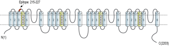 Anti-CaV1.3 (CACNA1D) (extracellular) Antibody