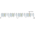 Cav1.1/CACNA1S (extracellular) Blocking Peptide