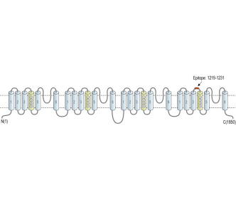 Cav1.1/CACNA1S (extracellular) Blocking Peptide