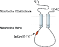 Anti-MCUR1 (CCDC90A) Antibody