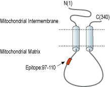 Anti-MCUR1 (CCDC90A) Antibody