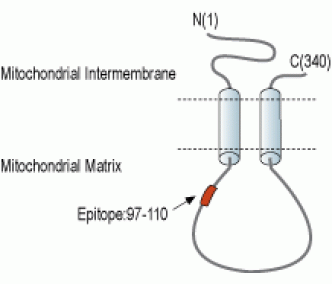 MCUR1/CCDC90A Blocking Peptide