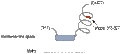 Anti-MICU1 Antibody