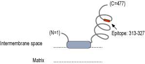 Anti-MICU1 Antibody