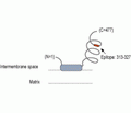 MICU1 Blocking Peptide