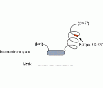 MICU1 Blocking Peptide