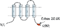 Anti-CALHM3 Antibody