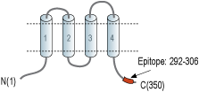 Anti-CALHM3 Antibody