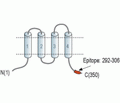 CALHM3 Blocking Peptide