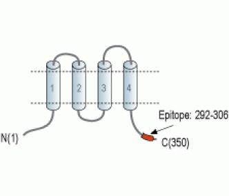 CALHM3 Blocking Peptide