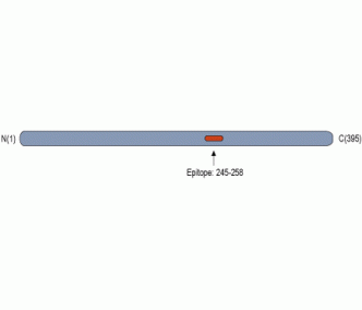 CRACR2A/EFCAB4B Blocking Peptide