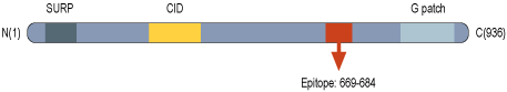 Anti-CHERP-ATTO Fluor-594 Antibody