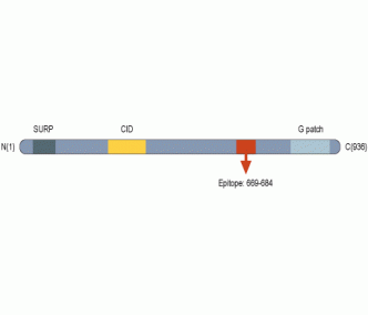 CHERP Blocking Peptide