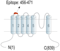 Human TRPV1 (extracellular) Blocking Peptide