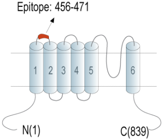 Human TRPV1 (extracellular) Blocking Peptide
