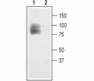 CLC-3/CLCN3 Blocking Peptide