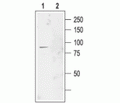 CLC-2/CLCN2 Blocking Peptide
