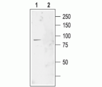 CLC-2/CLCN2 Blocking Peptide