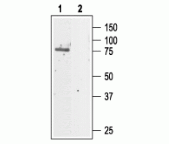 CLC-5 Blocking Peptide