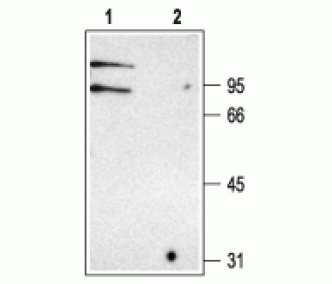CLC-K Blocking Peptide