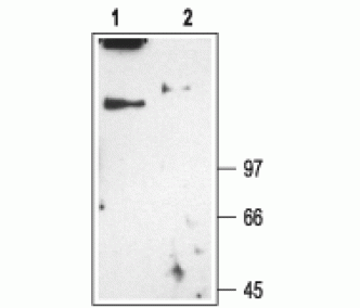 CLC-1/CLCN1 Blocking Peptide