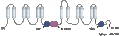 Anti-CFTR Antibody