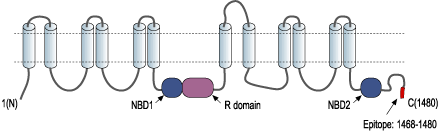 Anti-CFTR Antibody