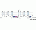 CFTR Blocking Peptide