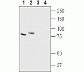 CLC-7/CLCN7 Blocking Peptide
