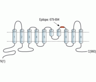 TMEM16A/ANO1 (extracellular) Blocking Peptide