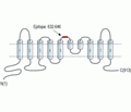TMEM16B/ANO2 (extracellular) Blocking Peptide