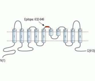 TMEM16B/ANO2 (extracellular) Blocking Peptide