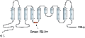 Anti-Anoctamin-5 Antibody