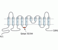 Anoctamin-5 Blocking Peptide
