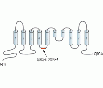 Anoctamin-5 Blocking Peptide
