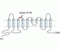 Anoctamin-6 (extracellular) Blocking Peptide