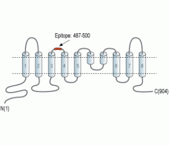 Anoctamin-6 (extracellular) Blocking Peptide
