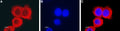 Anti-CLIC1 Antibody