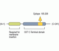 CLIC1 Blocking Peptide