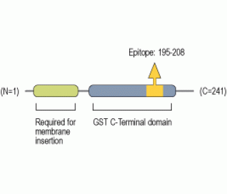 CLIC1 Blocking Peptide